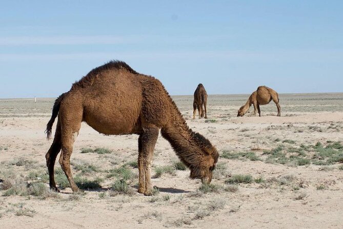 2 Days Private Tour To Aral Sea from Nukus. - From Nukus through Kungrad and onto the old seabed