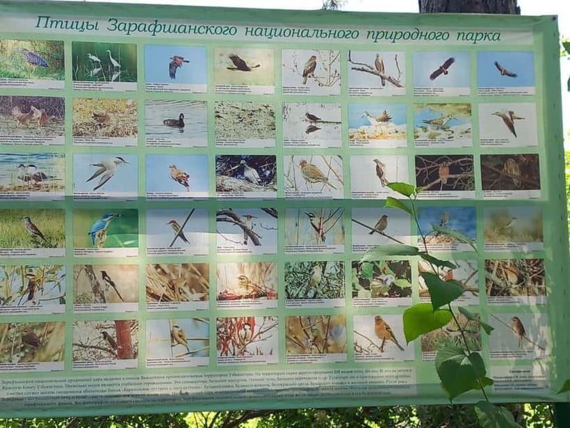 Bird Watching Tours in Samarkand - What the Zeravshan habitat means for birdwatchers