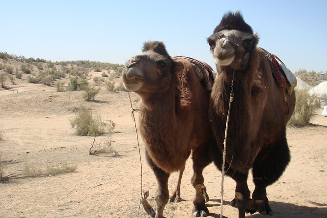Desert Yurt Camp tour - 2 days (shared) - Day two: breakfast and the road to Samarkand