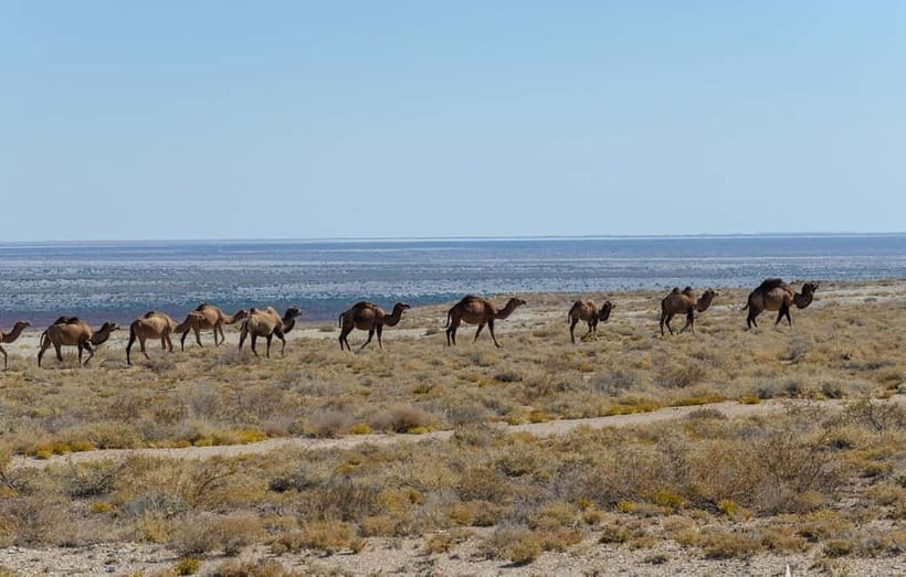 From Khiva To Aral Sea 2-Days One Night In Yurt Stay - Key points to know before you book