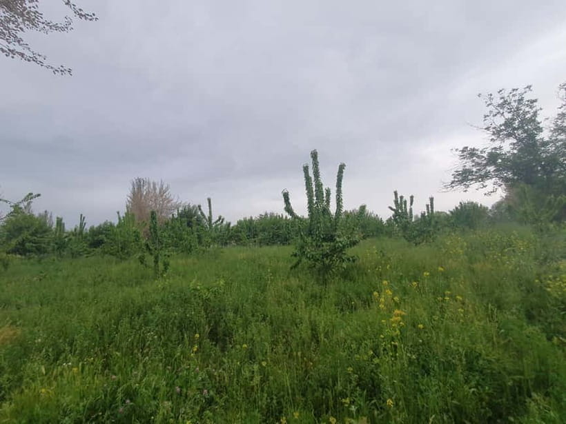 Samarkand: Village Tour with Plov Cooking Class & Home Visit - Walking through village homes, farms, and gardens